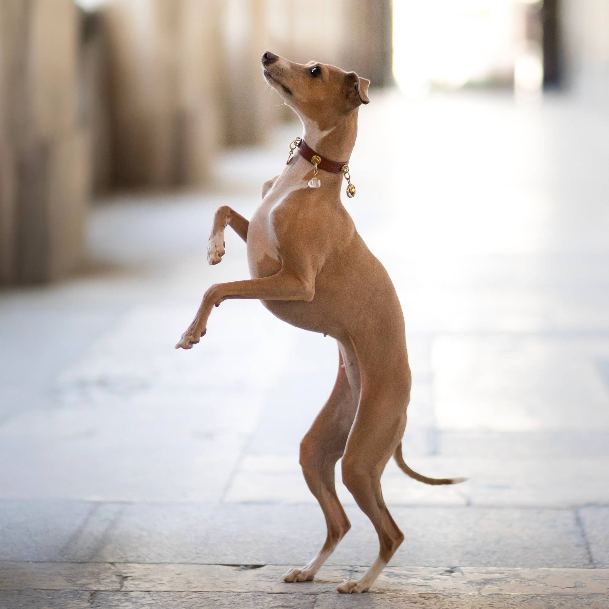 Dog standing on its hind legs in an urban setting with blurred background