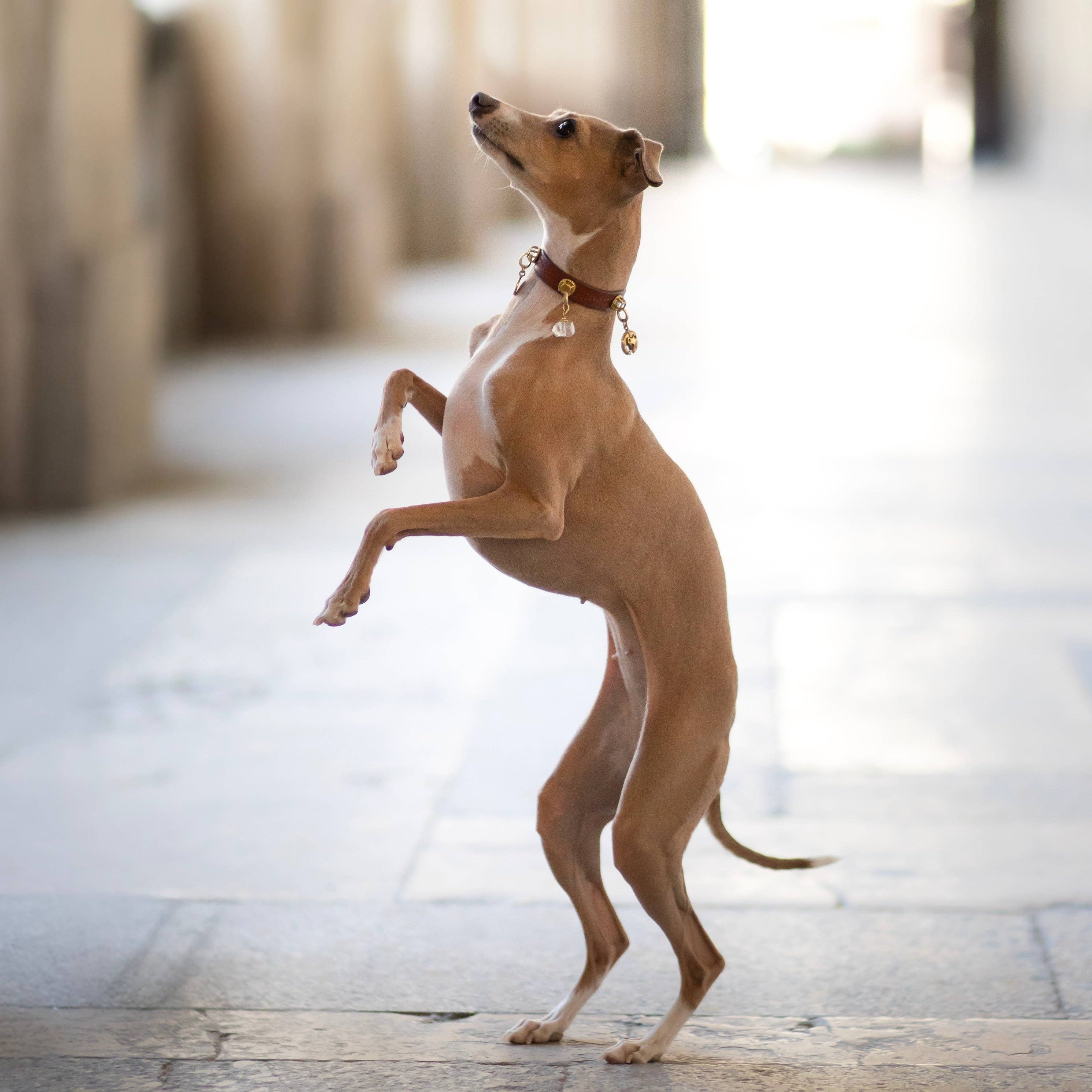 Dog standing on its hind legs in an urban setting with blurred background
