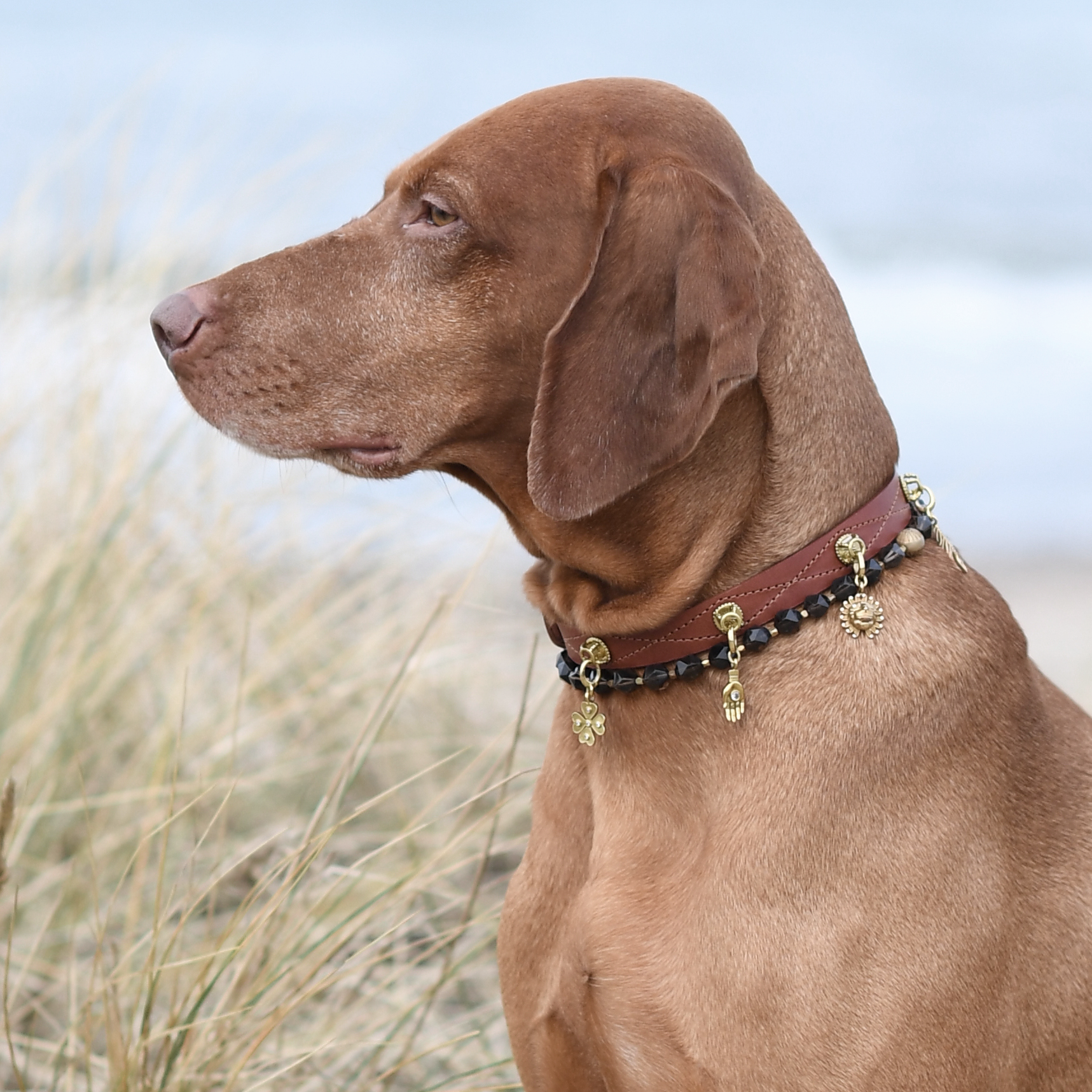 Brown dog wearing a collar with tags on a blurred natural background