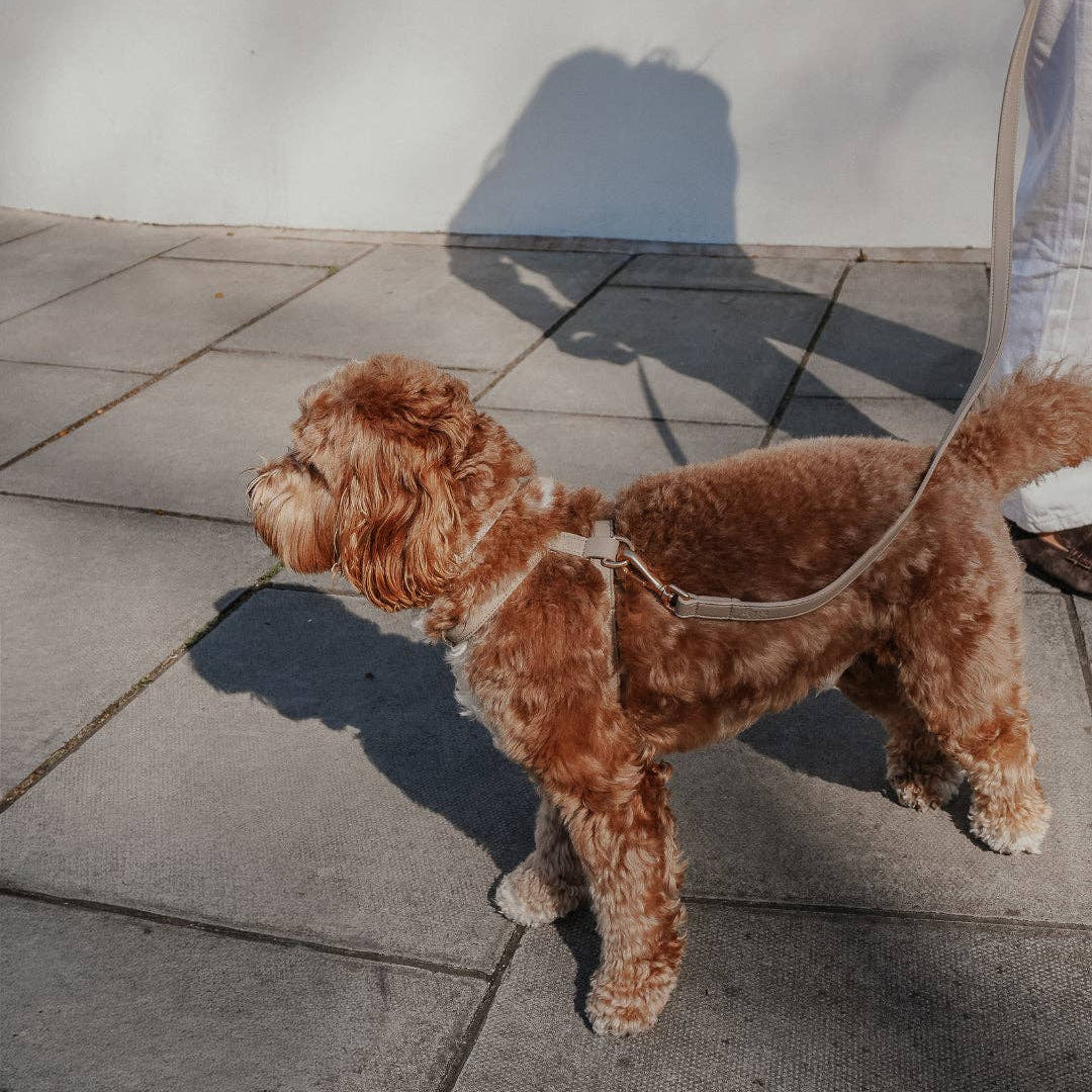 Two brown dogs on a leash walking on a pavement.
