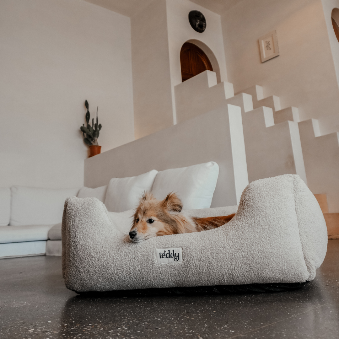 doggy in bed